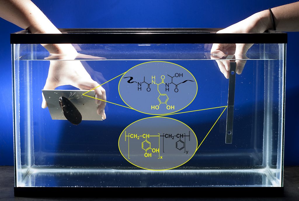 New Biomimetic Underwater Adhesive is 17 Times Stronger than Mussels
